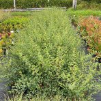 Tavoľník ´van Houtteho´ (Spiraea x vanhouttei) – výška 10-20 cm, kont. C2L